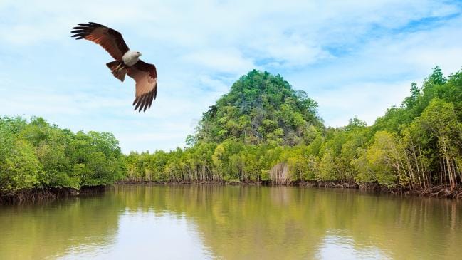An eagle, symbol of Langkawi, flies over the island.
